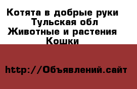 Котята в добрые руки - Тульская обл. Животные и растения » Кошки   